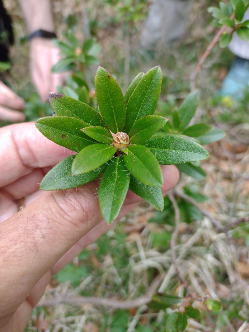 Rhododendron × intermedium photo 5