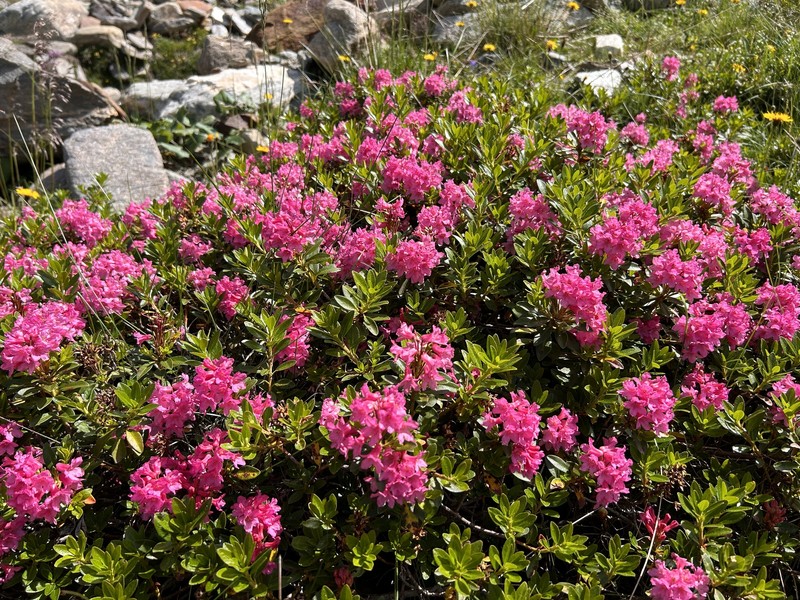 Rhododendron × intermedium photo 6
