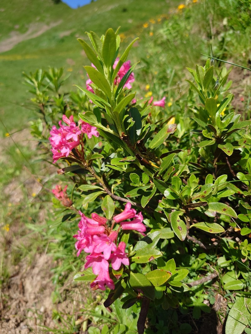 Rhododendron × intermedium photo 7