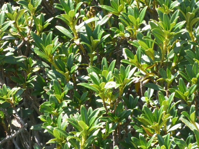 Rhododendron × intermedium photo 8