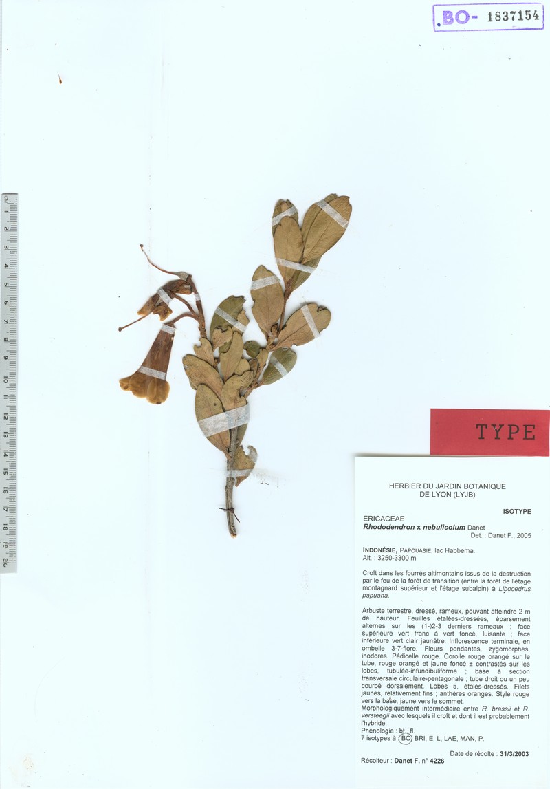 Rhododendron × nebulicola photo 2