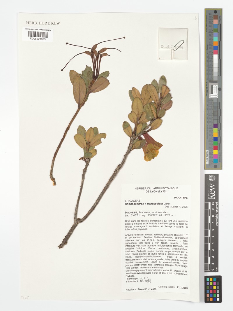 Rhododendron × nebulicola photo 3