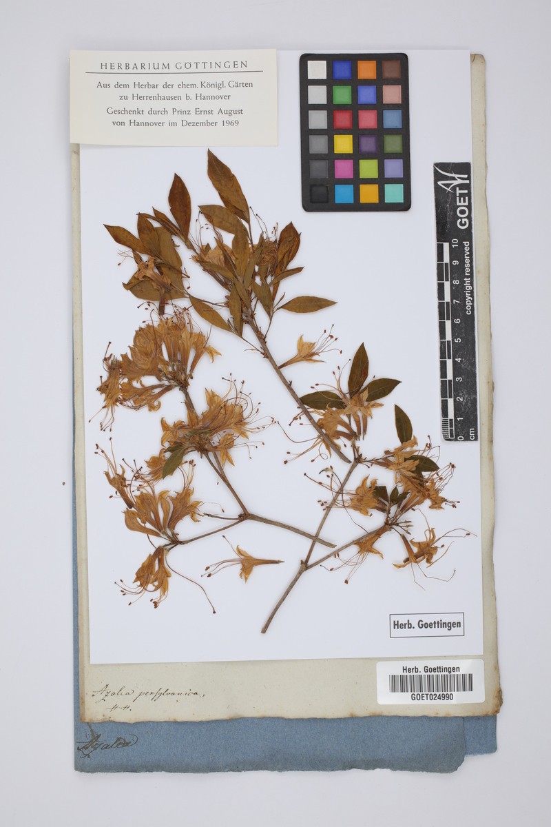hybrid rhododendron photo 3