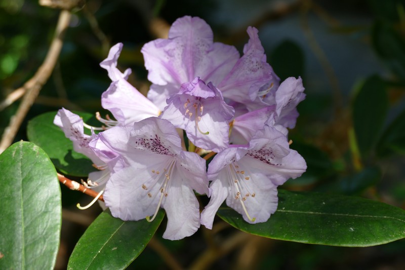 Hybrid Rhododendron