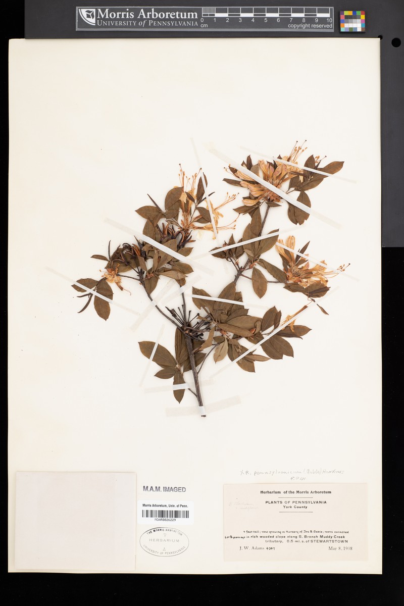 hybrid rhododendron