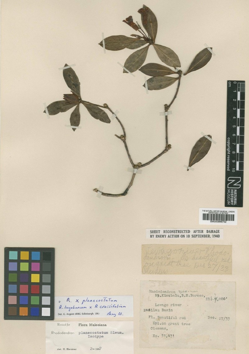 Rhododendron × planecostatum