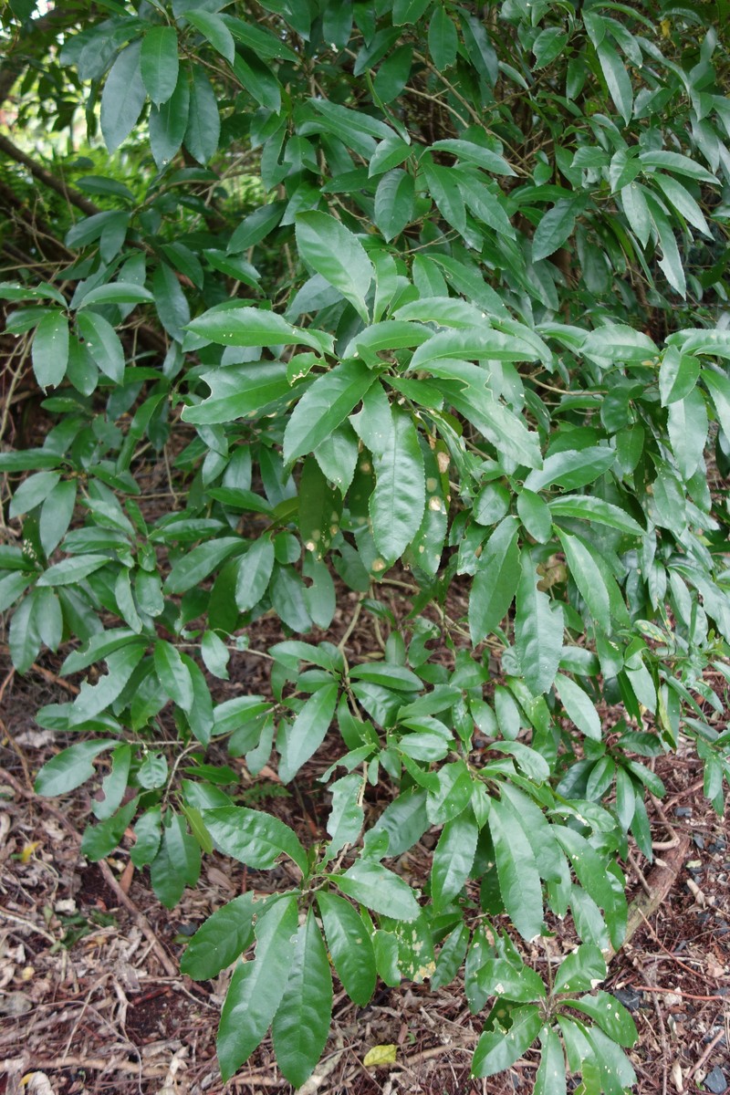 Rhododendron × planetum