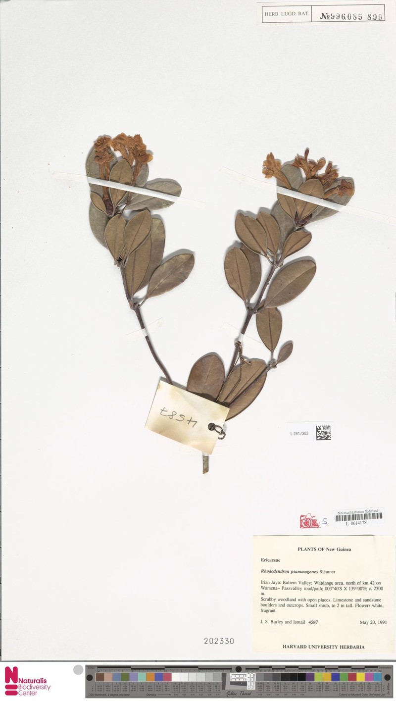 Rhododendron × psammogenes
