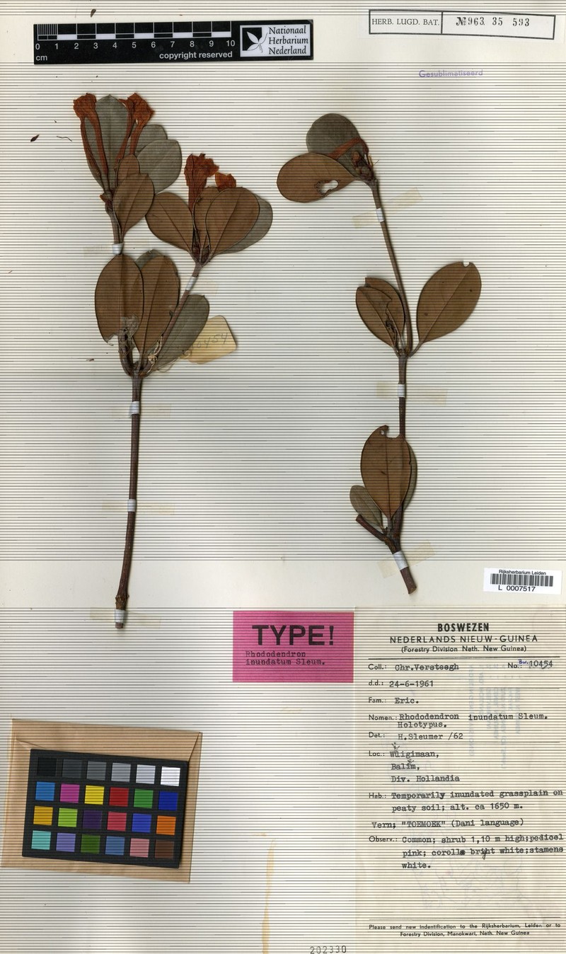 Rhododendron × psammogenes photo 2