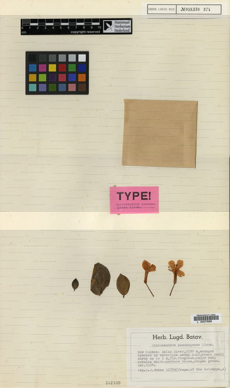 Rhododendron × psammogenes photo 3