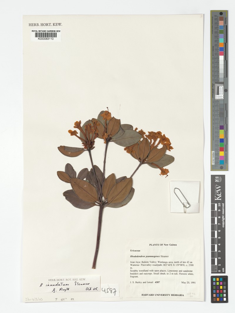 Rhododendron × psammogenes photo 5