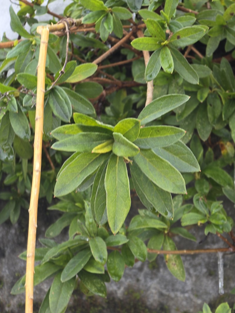 Rhododendron × pulchrum