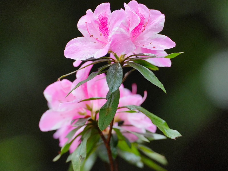Rhododendron × pulchrum photo 2
