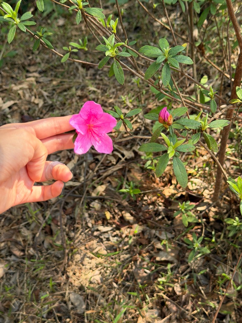 Rhododendron × pulchrum photo 3