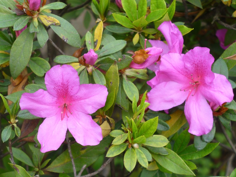 Rhododendron × pulchrum photo 4