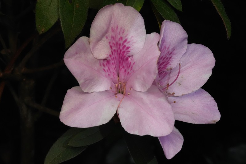 Rhododendron × pulchrum photo 5