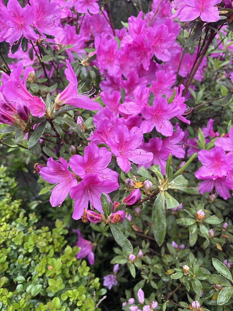 Rhododendron × pulchrum photo 6