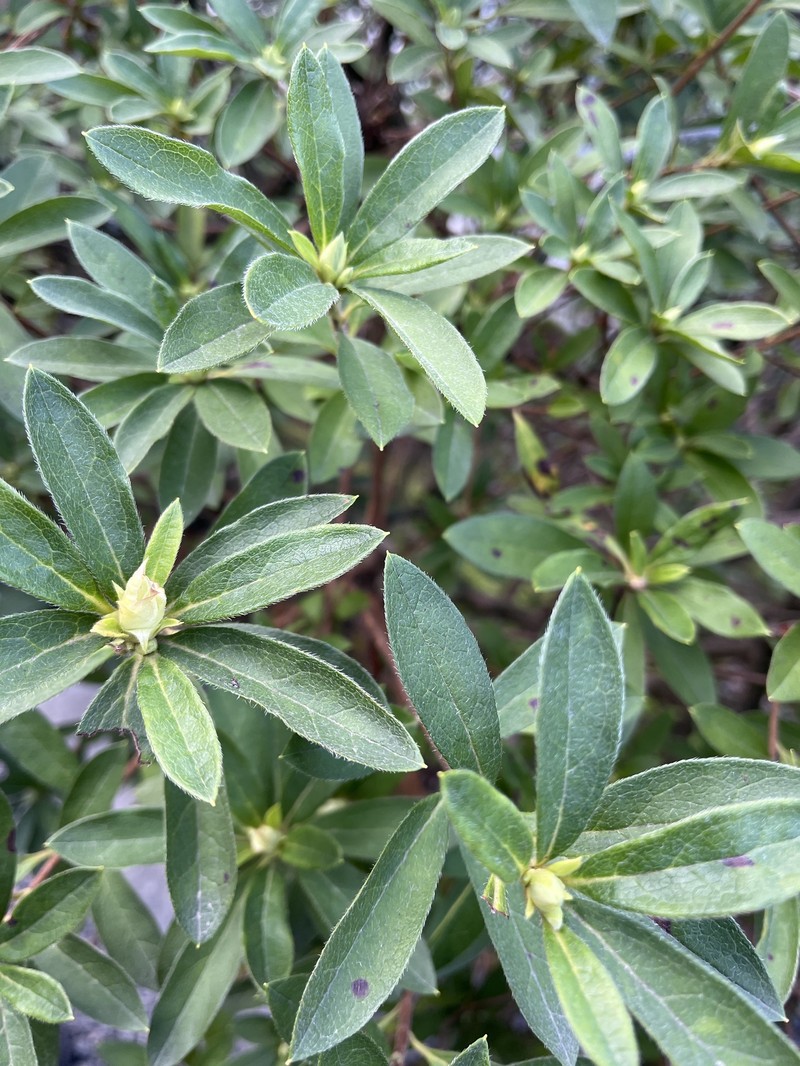 Rhododendron × pulchrum photo 7
