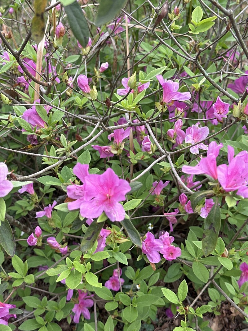 Rhododendron × pulchrum photo 8