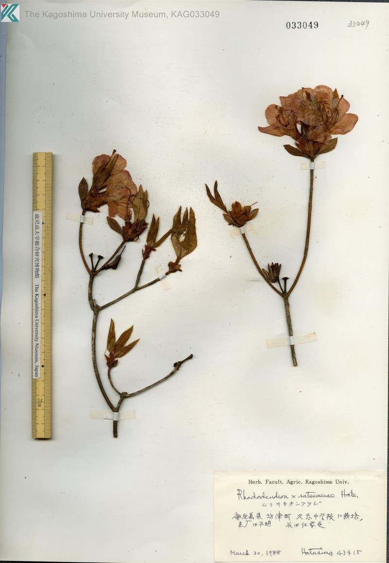 Rhododendron × satsumense