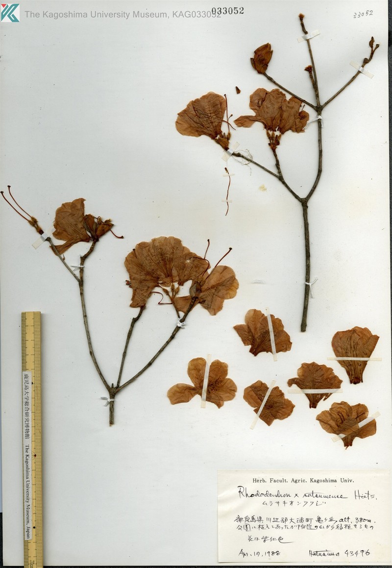 Rhododendron × satsumense photo 2