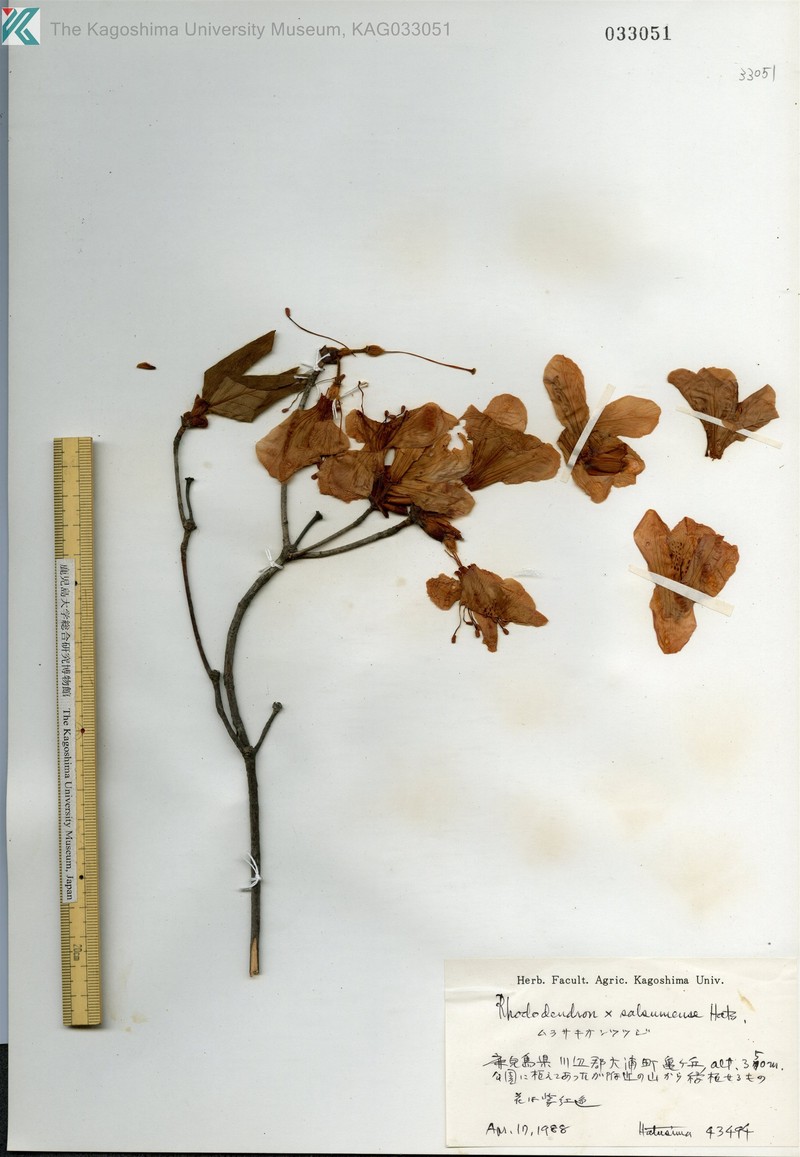 Rhododendron × satsumense photo 3