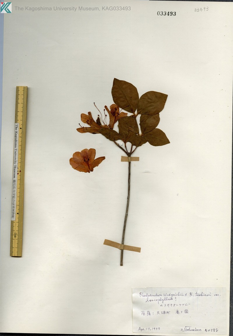 Rhododendron × satsumense photo 7