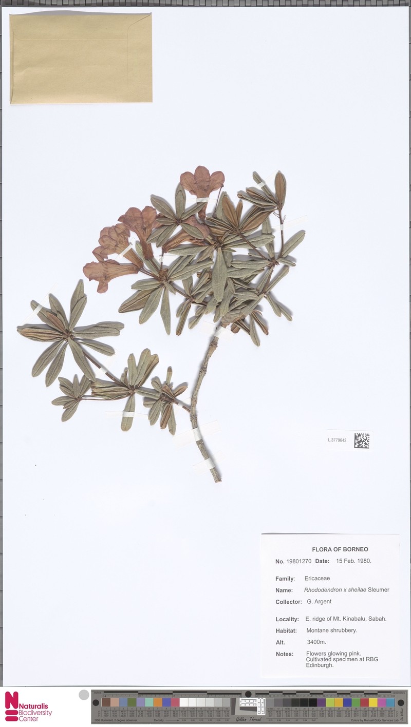 Rhododendron × sheilae