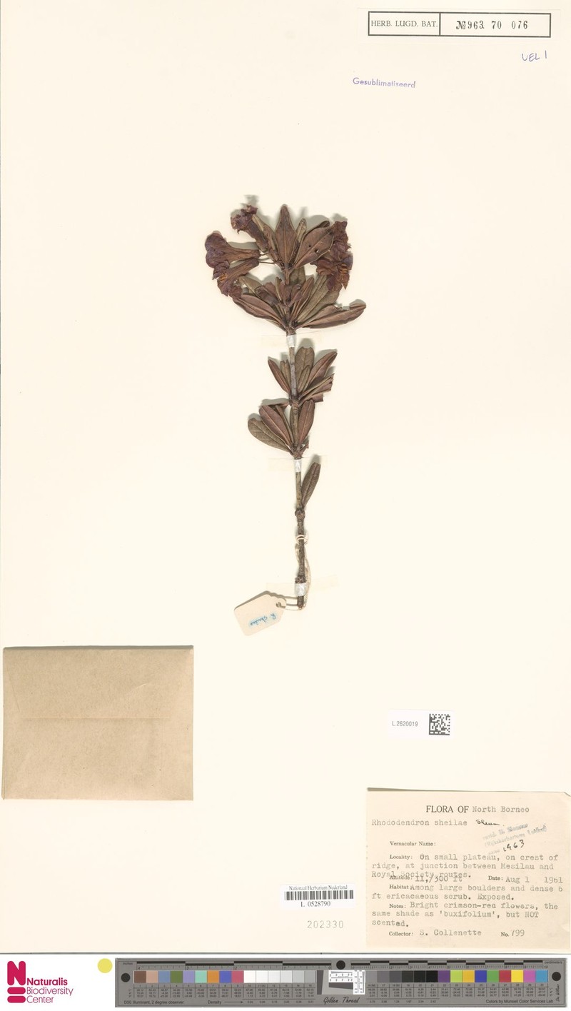 Rhododendron × sheilae photo 7