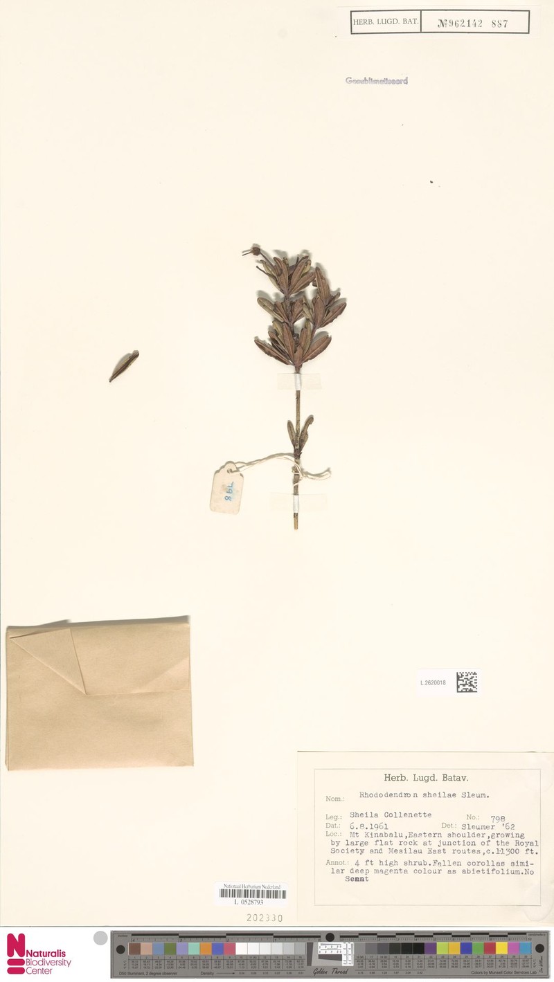 Rhododendron × sheilae photo 8