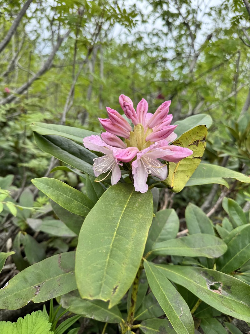 Rhododendron × sochadzeae