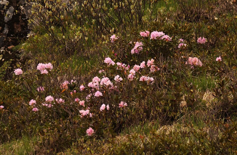 Rhododendron × sochadzeae photo 2