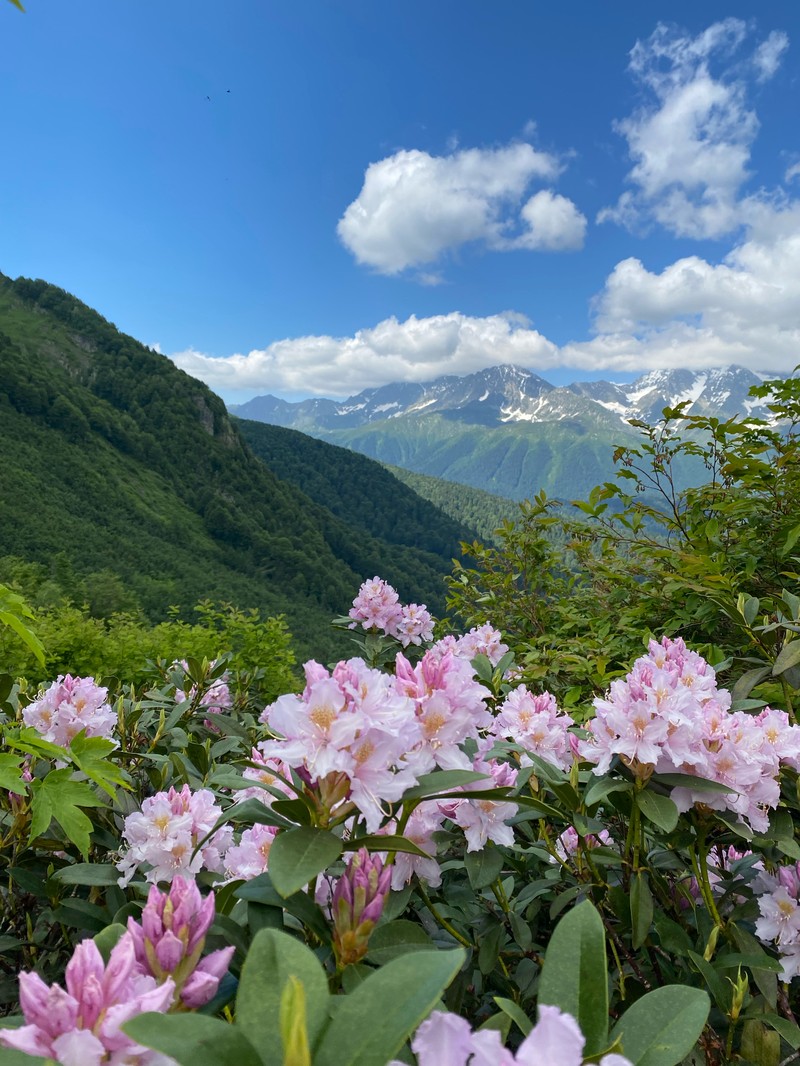 Rhododendron × sochadzeae photo 3