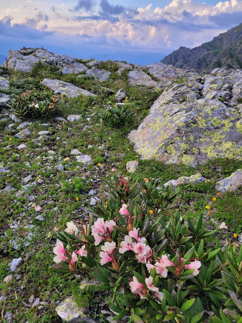 Rhododendron × sochadzeae photo 4