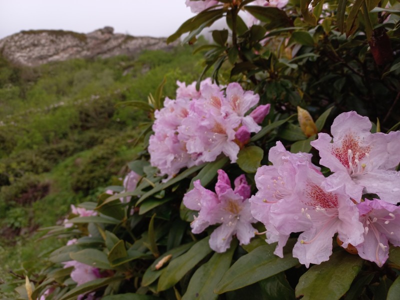Rhododendron × sochadzeae photo 5