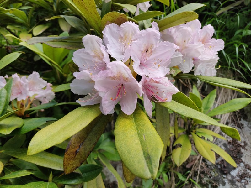 Rhododendron × sochadzeae photo 6