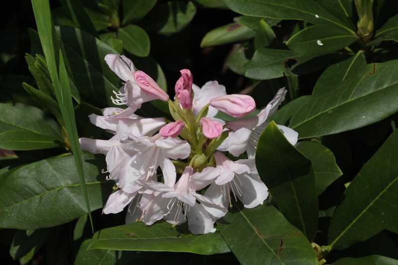 Rhododendron × sochadzeae photo 7