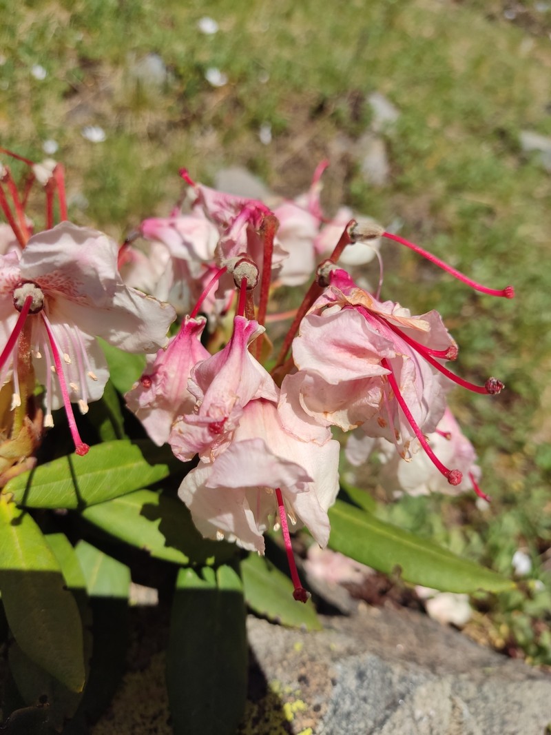 Rhododendron × sochadzeae photo 8