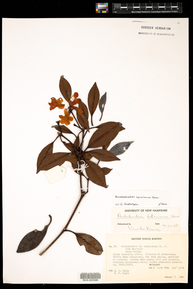 Rhododendron × variolosum