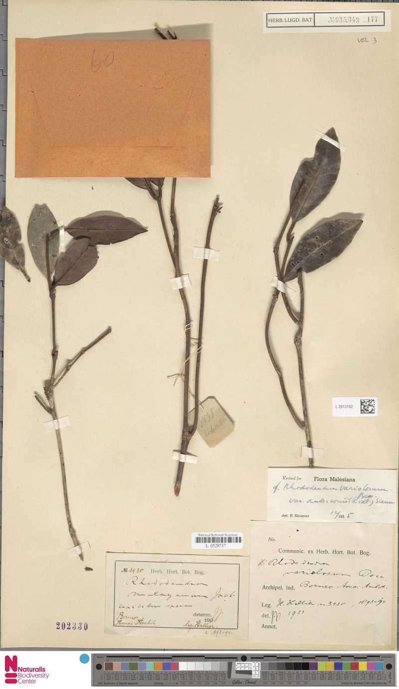 Rhododendron × variolosum var. andersonii photo 3