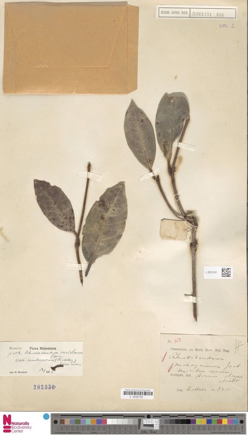 Rhododendron × variolosum var. andersonii photo 5