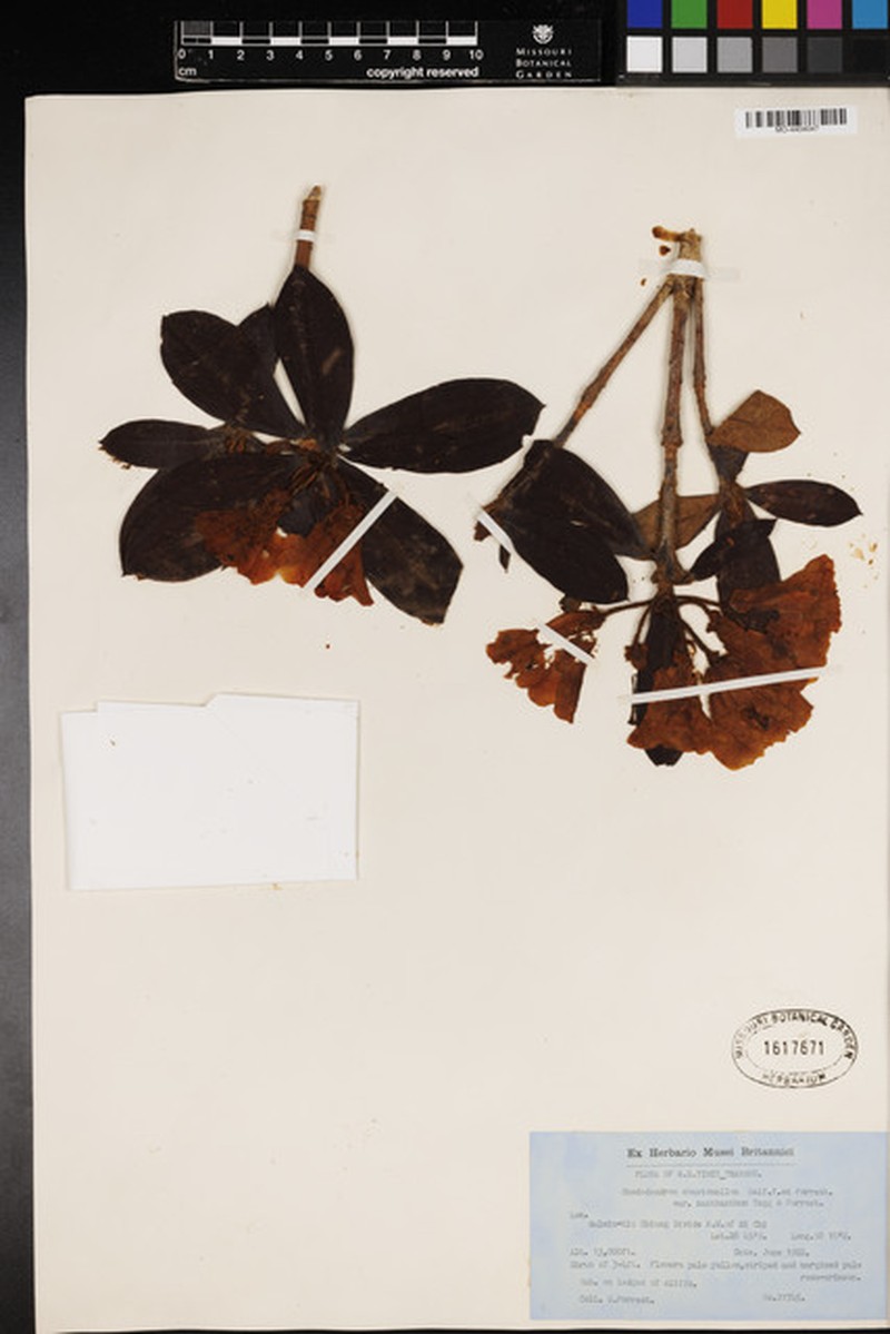 Rhododendron × xanthanthum photo 2