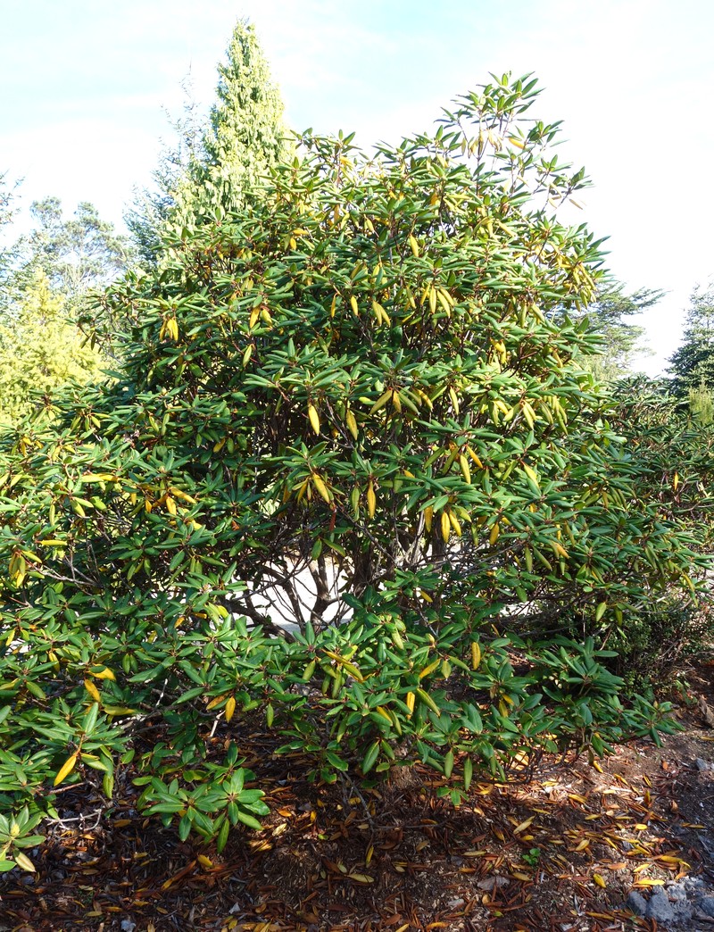 Rhododendron aberconwayi