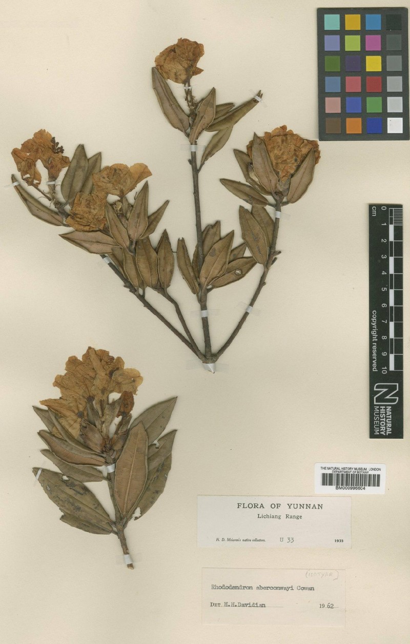 Rhododendron aberconwayi photo 2