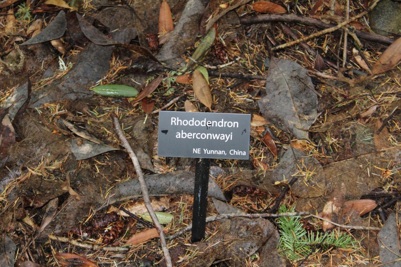 Rhododendron aberconwayi photo 3