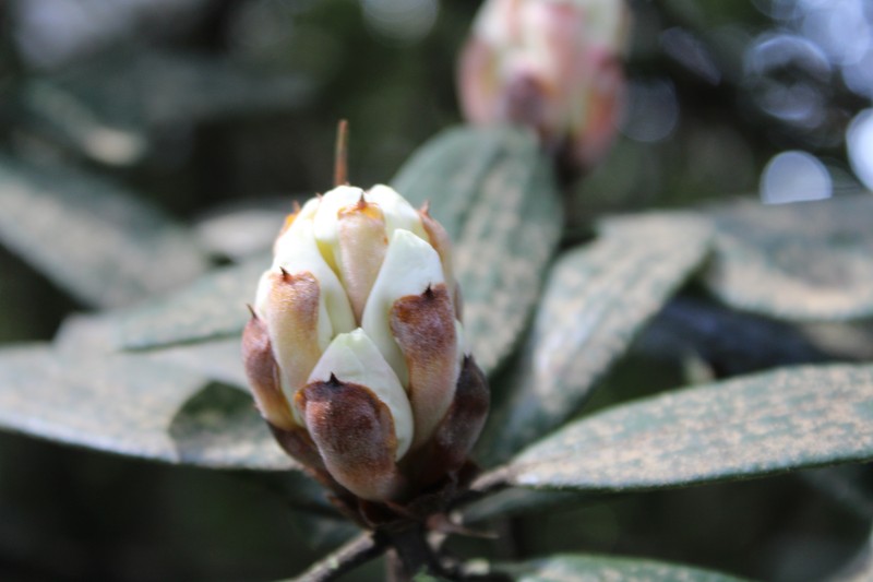 Rhododendron aberconwayi photo 4