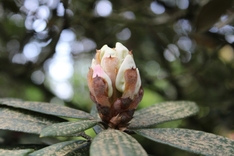 Rhododendron aberconwayi photo 5