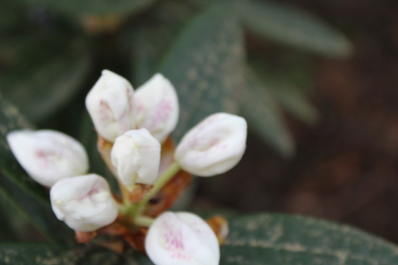 Rhododendron aberconwayi photo 6