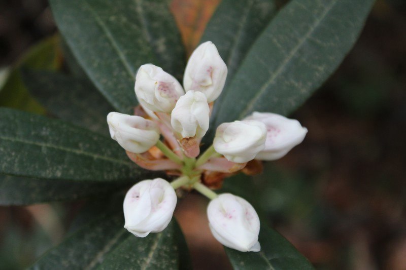 Rhododendron aberconwayi photo 7