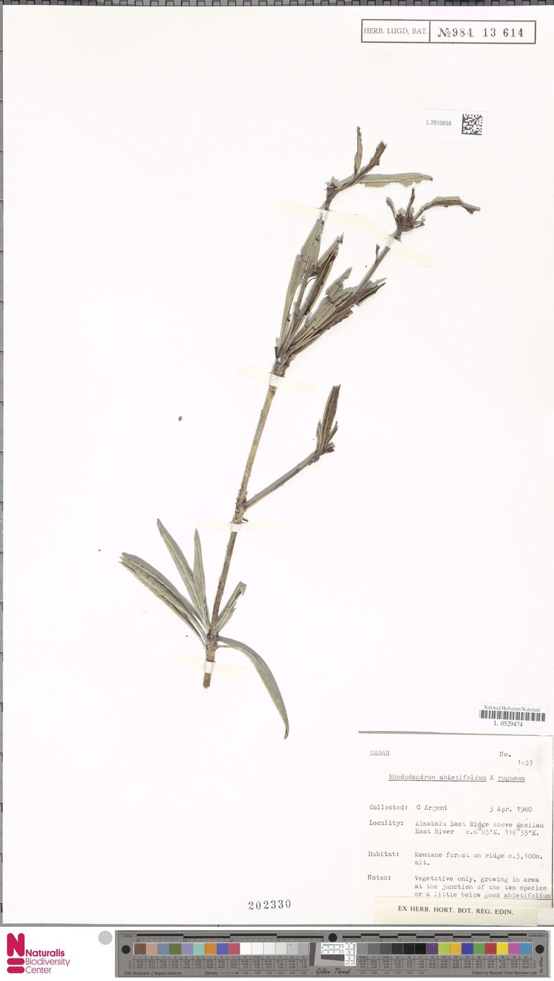 Rhododendron abietifolium photo 2